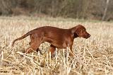 SETTER IRLANDAIS 492